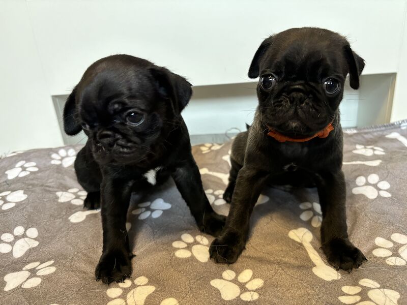 Only 1 left now rare charcoal Beautiful KC Reg pug puppies health tested parents for sale in Staffordshire - Image 13