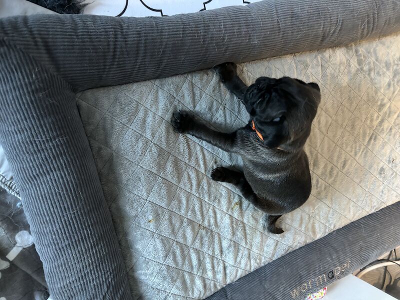 Only 1 left now rare charcoal Beautiful KC Reg pug puppies health tested parents for sale in Staffordshire - Image 14