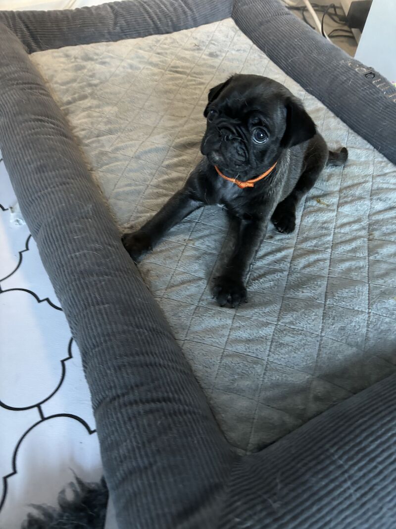 Only 1 left now rare charcoal Beautiful KC Reg pug puppies health tested parents for sale in Staffordshire - Image 15