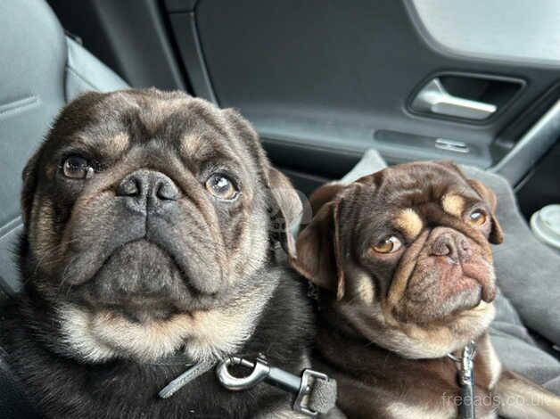 Our Rainbow Litter for sale in Pontefract, West Yorkshire - Image 1