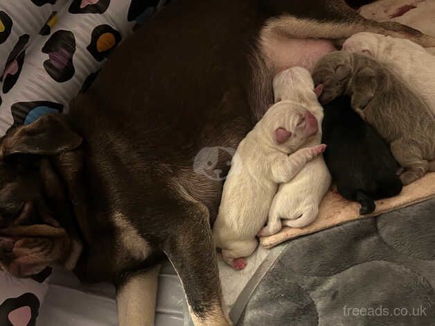 Our Rainbow Litter for sale in Pontefract, West Yorkshire - Image 2