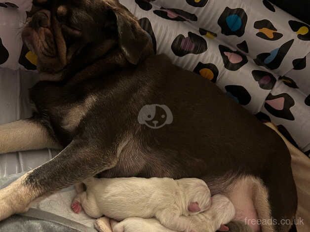 Our Rainbow Litter for sale in Pontefract, West Yorkshire - Image 3