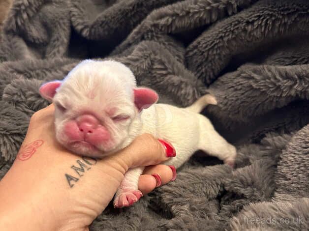 Our Rainbow Litter for sale in Pontefract, West Yorkshire - Image 4