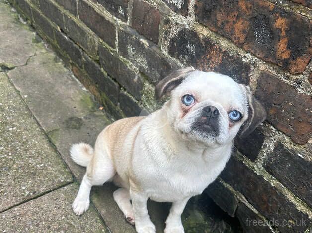 Panda Pug- Female for sale in Stoke-on-Trent, Staffordshire - Image 1