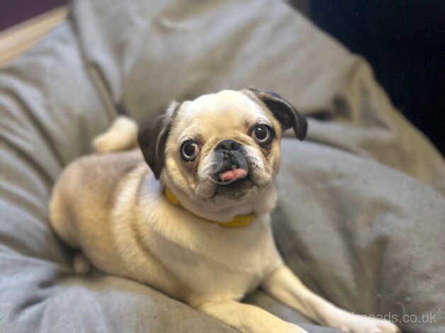 Pugs for sale in Stoke-on-Trent, Staffordshire