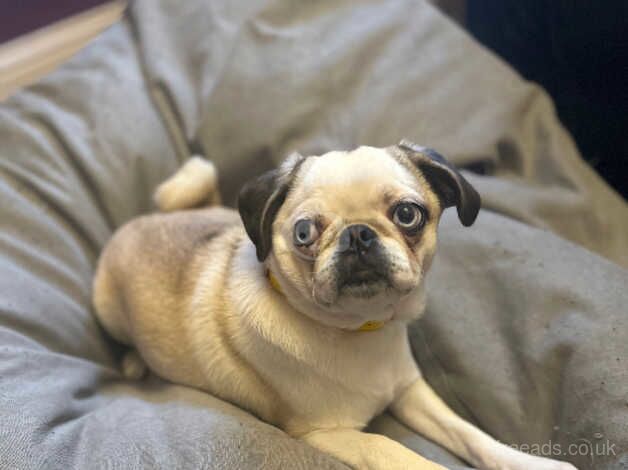 Panda Pug- Female for sale in Stoke-on-Trent, Staffordshire - Image 3