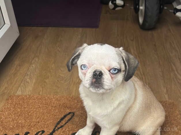 Panda Pug- Female for sale in Stoke-on-Trent, Staffordshire - Image 5