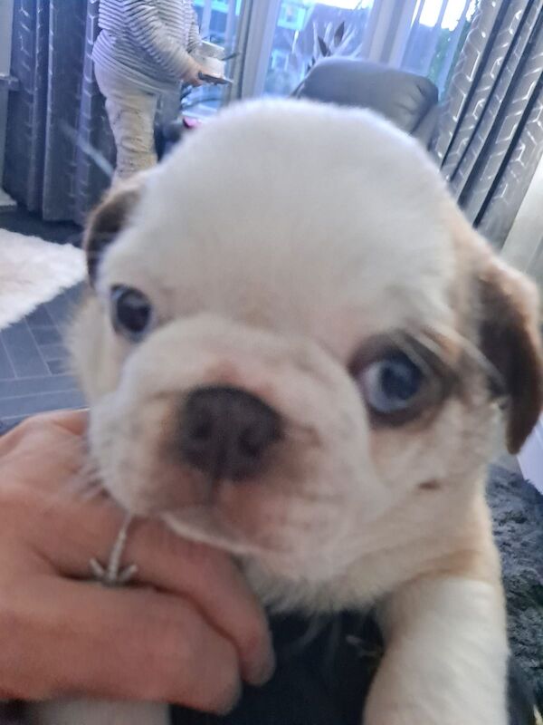 PANDA PUG PUPPY LOVELY BLUE EYES for sale in Tregony, Cornwall