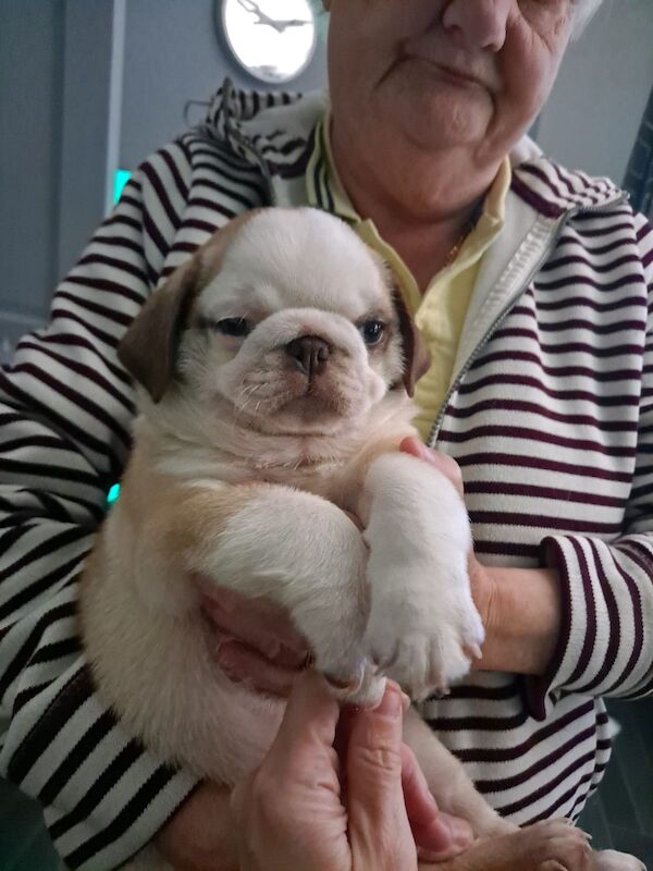 Pugs for sale in Tregony, Cornwall