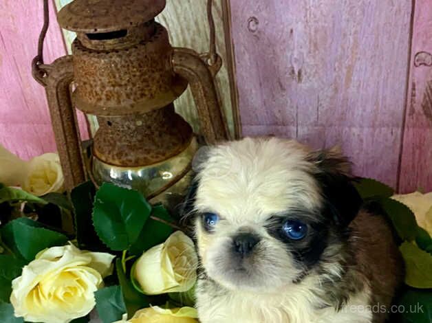 Pde clear fluffy pug puppies for sale in Southampton, Hampshire - Image 1