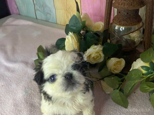 Pde clear fluffy pug puppies for sale in Southampton, Hampshire - Image 2