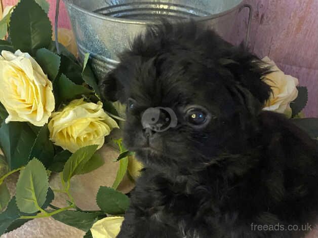 Pde clear fluffy pug puppies for sale in Southampton, Hampshire - Image 5