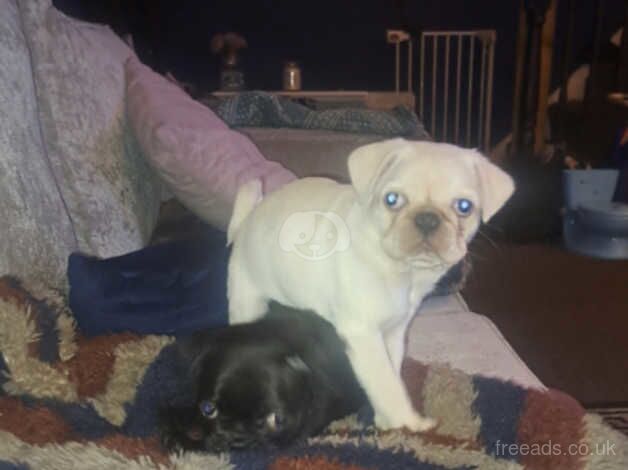 Pearl and Oynx for sale in Middlesbrough, North Yorkshire