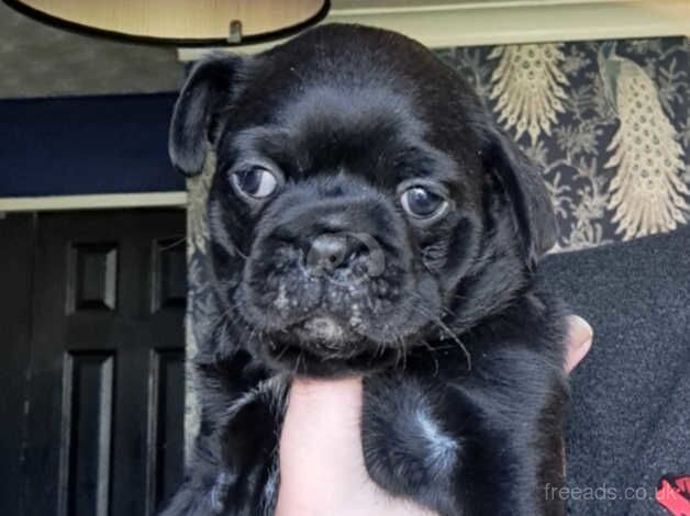 Pugs for sale in Middlesbrough, North Yorkshire