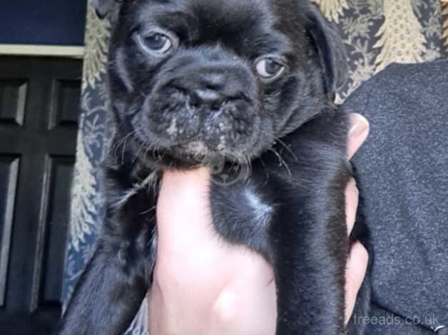 Pug Puppies for sale in North Yorkshire