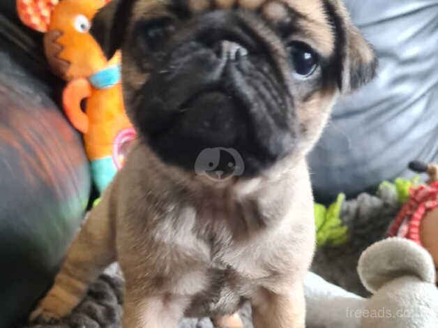 Pedigree PUG puppies DNA hereditary Clear for sale in Newton Abbot, Devon