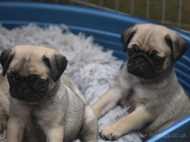 Pedigree PUG puppies DNA hereditary Clear for sale in Newton Abbot, Devon - Image 2