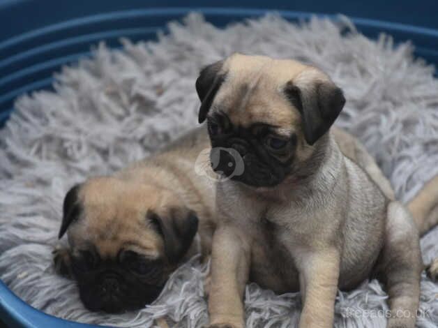 Pedigree PUG puppies DNA hereditary Clear for sale in Newton Abbot, Devon - Image 3