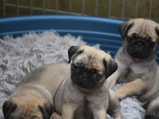 Pedigree PUG puppies DNA hereditary Clear for sale in Newton Abbot, Devon - Image 4