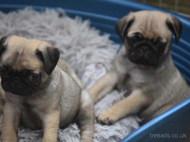 Pedigree PUG puppies DNA hereditary Clear for sale in Newton Abbot, Devon - Image 5