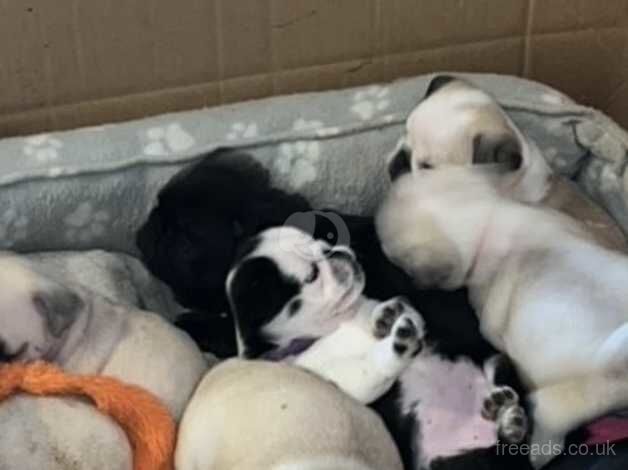 Pedigree Pug puppies, Panda and non Panda will be ready in 2 weeks for sale in Duns, Scottish Borders