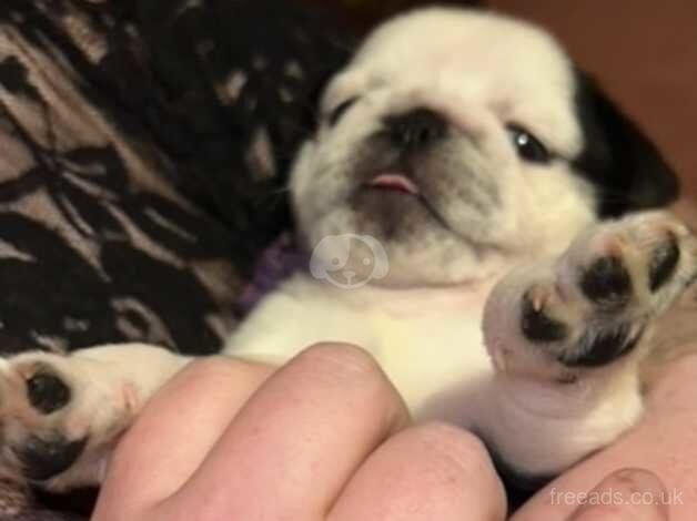 Pedigree Pug puppies, Panda and non Panda will be ready in 2 weeks for sale in Duns, Scottish Borders - Image 5