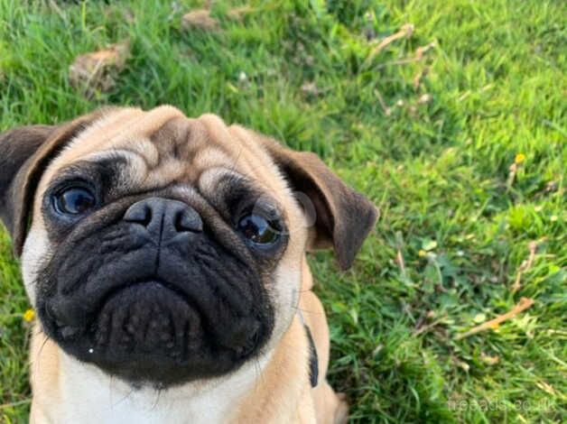 Pedigree Pug Pups for sale in Lincoln, Lincolnshire