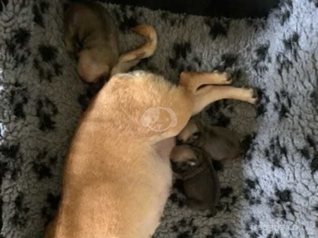 Pedigree Pug Pups for sale in Lincoln, Lincolnshire - Image 2