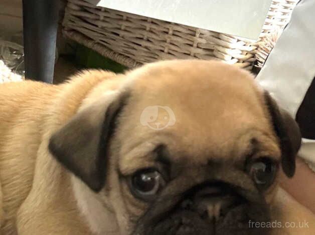 Pedigree Pug Pups for sale in Lincoln, Lincolnshire - Image 3