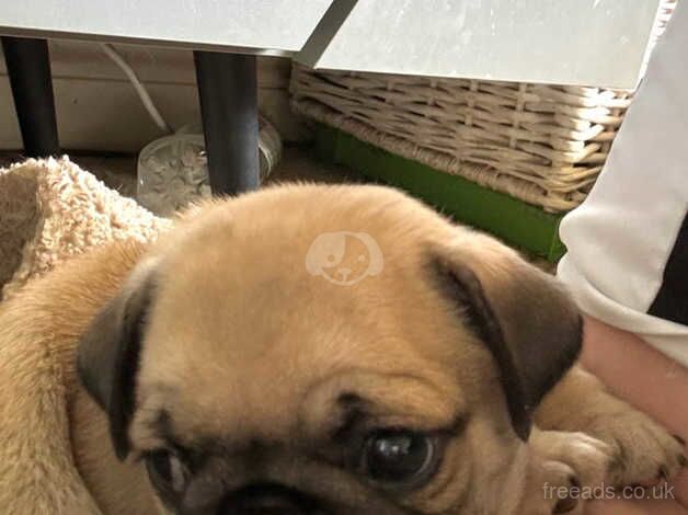 Pedigree Pug Pups for sale in Lincoln, Lincolnshire - Image 4