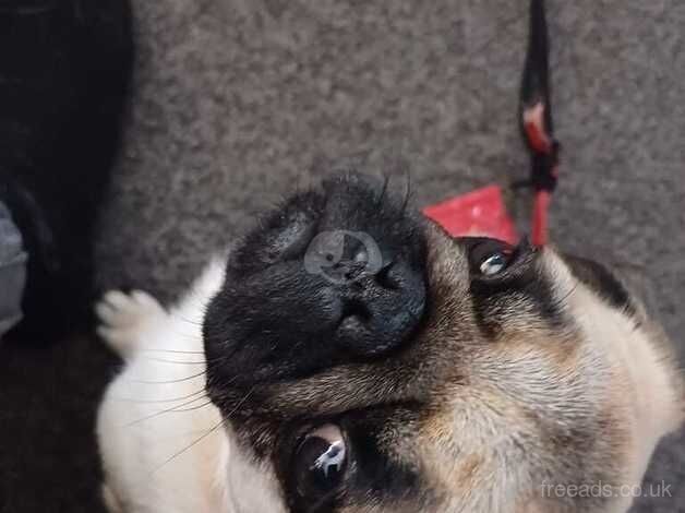 KC Registered Pug Puppies for sale in Tyne and Wear