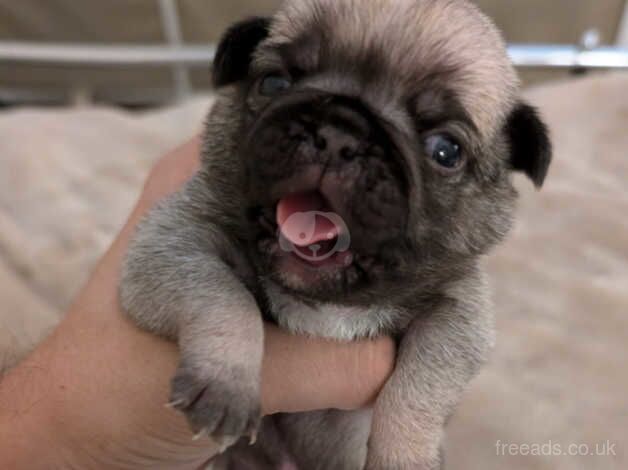 Pink Carrier Pug Puppies for sale in Southend On Sea, Essex