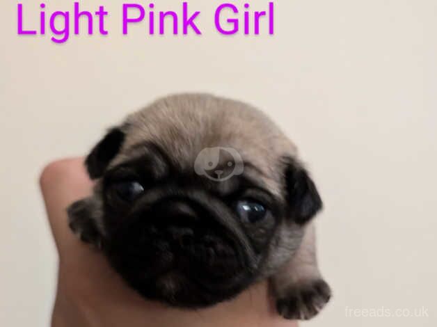 Pink Carrier Pug Puppies for sale in Southend On Sea, Essex - Image 2