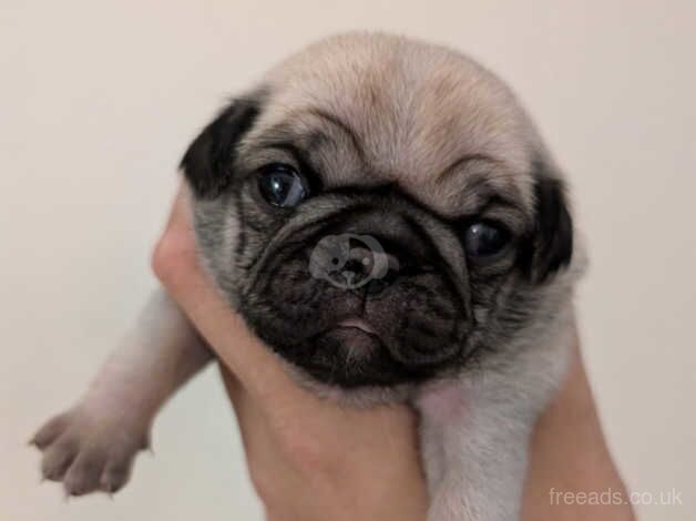 Pink Carrier Pug Puppies for sale in Southend On Sea, Essex - Image 3