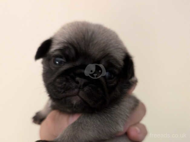 Pink Carrier Pug Puppies for sale in Southend On Sea, Essex - Image 4