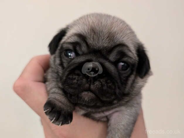 Pink Carrier Pug Puppies for sale in Southend On Sea, Essex - Image 5