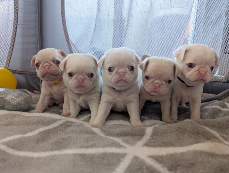 Pink Pugs for sale in Southend-on-Sea, Essex