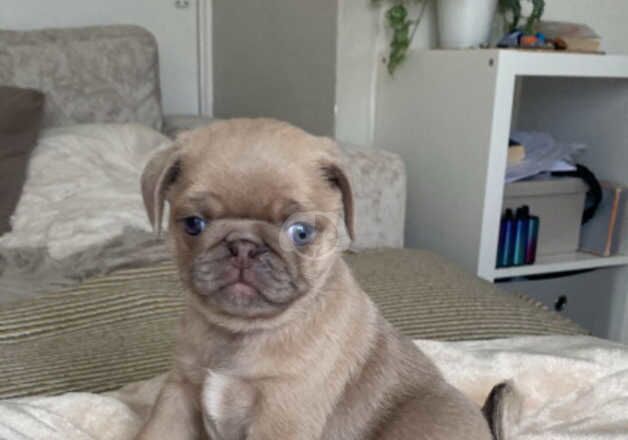 Pugs for sale in Sheffield, South Yorkshire