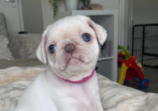 Pug Puppies for sale in South Yorkshire