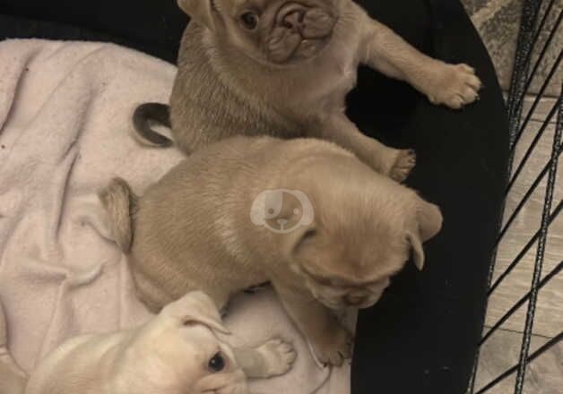 Pug Puppies for sale