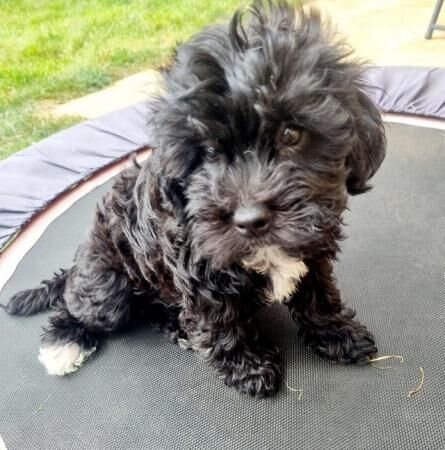 Poodle X Pugshire puppies for sale in Lower Willingdon, East Sussex