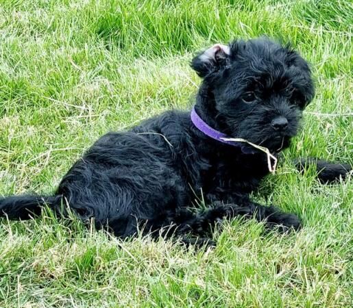 Poodle X Pugshire puppies for sale in Lower Willingdon, East Sussex - Image 2