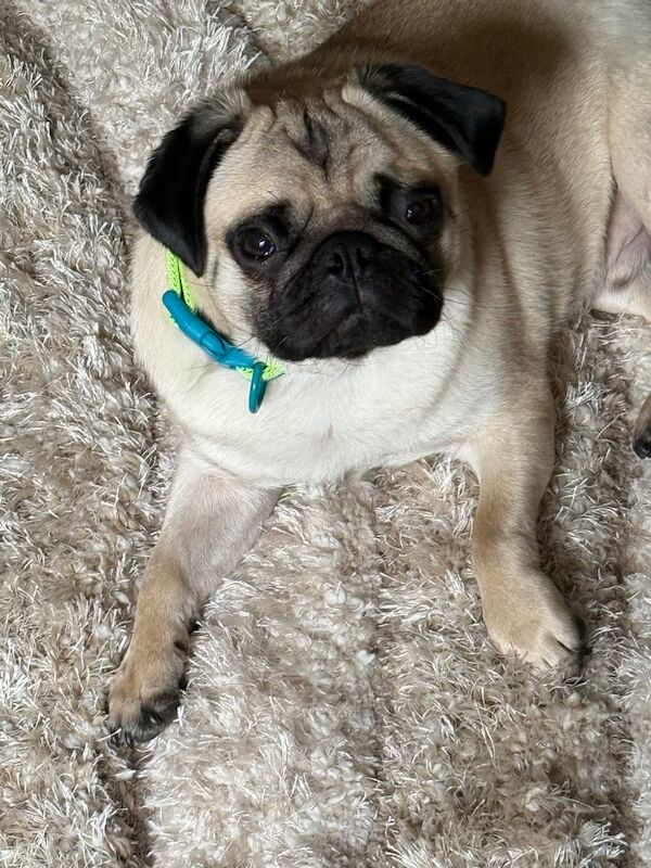 Pug for sale in Redditch, Worcestershire