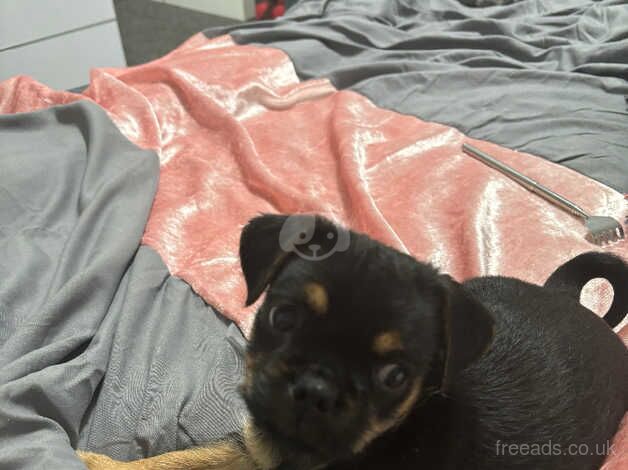 pug cross 11 weeks old for sale in Ashton Under Lyne, Greater Manchester - Image 1