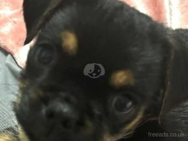 pug cross 11 weeks old for sale in Ashton Under Lyne, Greater Manchester - Image 2