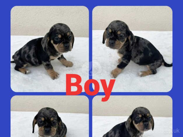 Pug cross Dachshund 1 boy 1 girl for sale in Leeds, West Yorkshire - Image 1