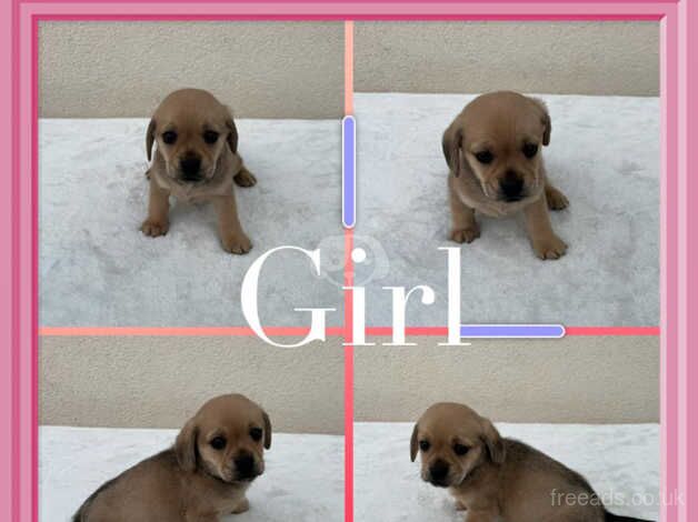 Pug cross Dachshund 1 boy 1 girl for sale in Leeds, West Yorkshire - Image 2