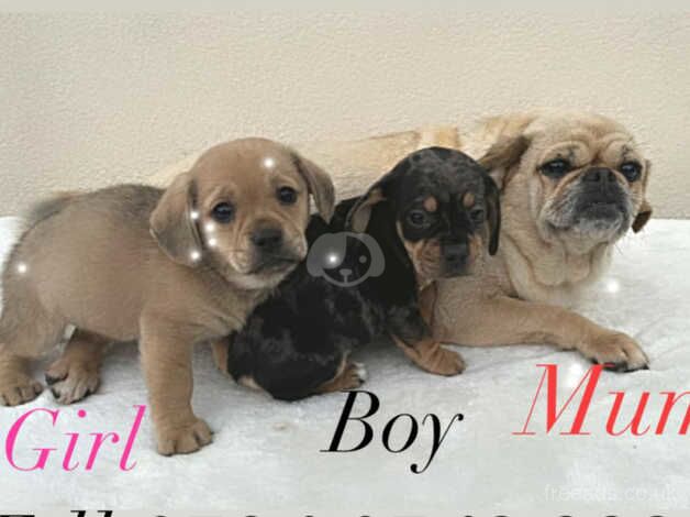 Pug cross Dachshund 1 boy 1 girl for sale in Leeds, West Yorkshire - Image 3