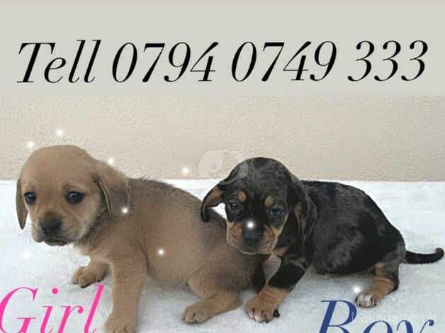 Pug cross Dachshund 1 boy 1 girl for sale in Leeds, West Yorkshire - Image 4