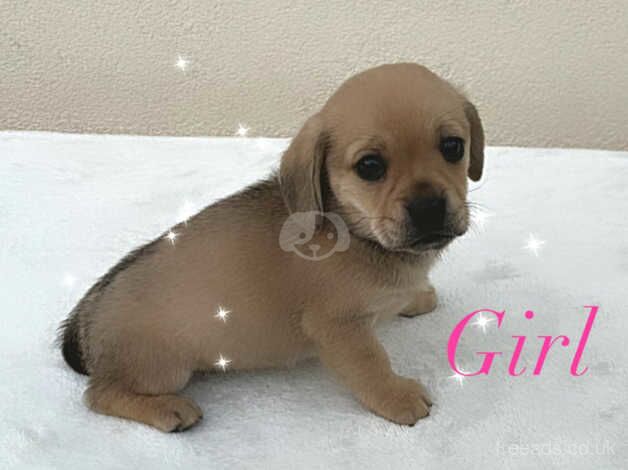 Pug cross Dachshund 1 boy 1 girl for sale in Leeds, West Yorkshire - Image 5